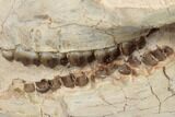 7.8" Fossil Horse (Mesohippus) Skull - South Dakota - #192495-4